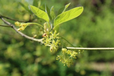 Sassafras albidum - sasafras lékařský - květ a list